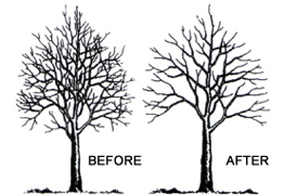 logs, landscaping, fencing & decking tree-pruning